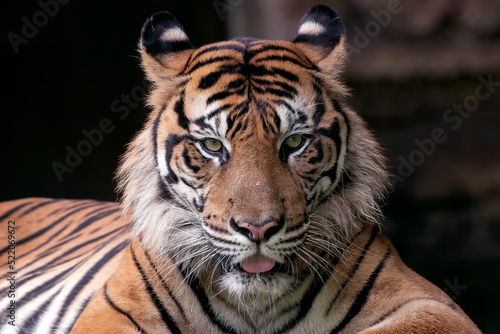 Fototapeta Naklejka Na Ścianę i Meble -  Close up head of a Sumatran tiger