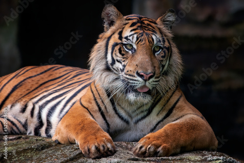 Close up head of a Sumatran tiger photo