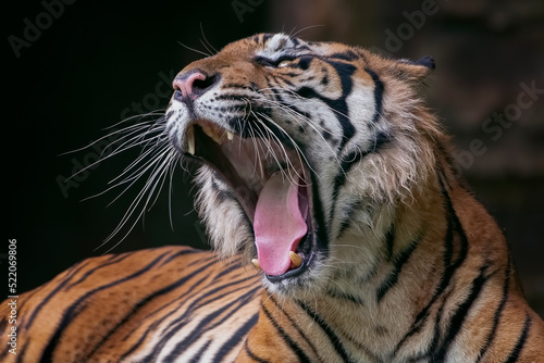 Close up head of a Sumatran tiger