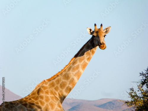 giraffe in nature