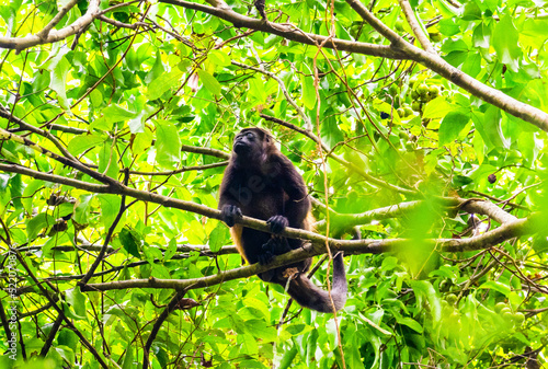 howler monkey in a tree in Manuel Antonio national park