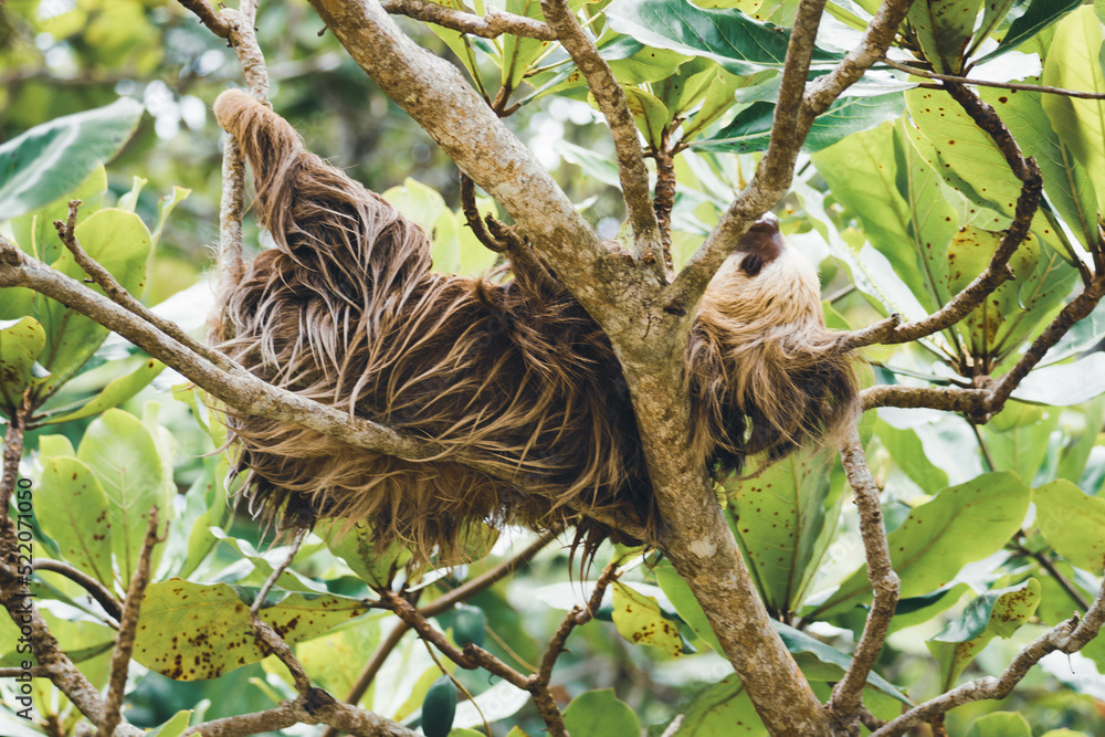 Fototapeta premium sloth sleeping on a tree branch
