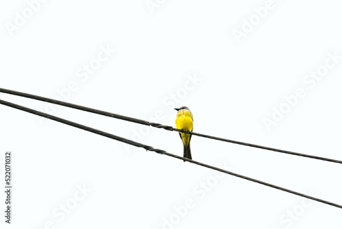 benteveo bird perched on an electricity cable photo