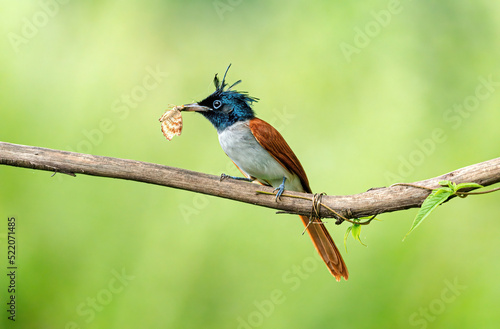 Asian Paradise Flycatcher 