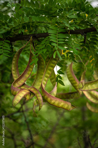 Ceratonia siliqua, commonly known as the wild carob tree or carob bush, St John's-bread or locust bean or locust tree is part of the pea family, Fabaceae, Here you see fruits Moldova