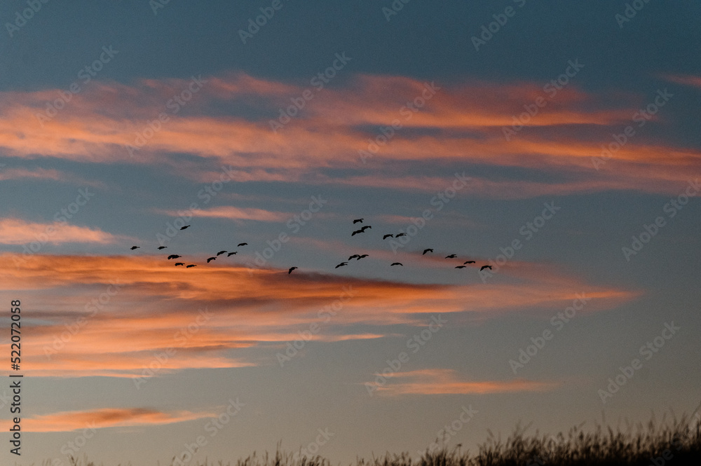Ducks Flying in Hayden Valley at Sunset Ducks Flying in Hayden Valley at Sunset