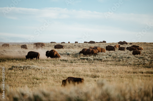Bison Grazing in Hayden Valley, Yellowstone National Park photo