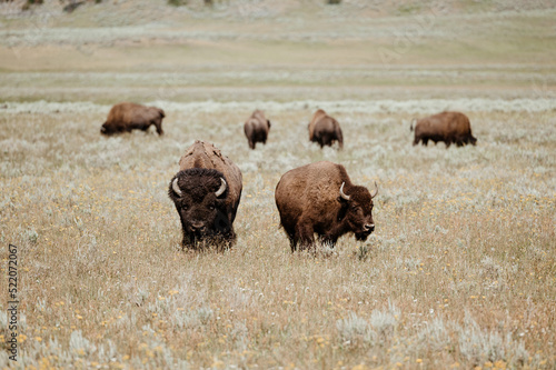 Bison Grazing in Hayden Valley, Yellowstone National Park