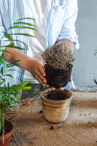 Fotografia a girl holds a dried plant in a flowerpot in her hand how to care for indoor flo