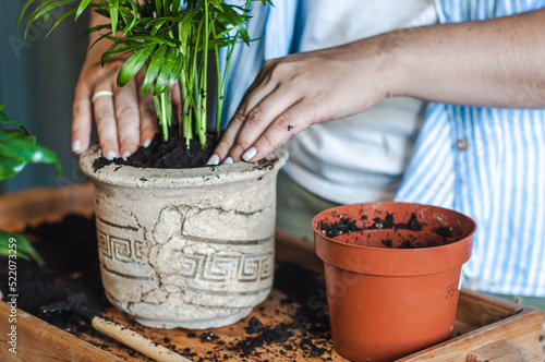 Transplanting a houseplant of hamedorea into a new flower pot photograph hands holding pots and plant roots Houseplant care concept