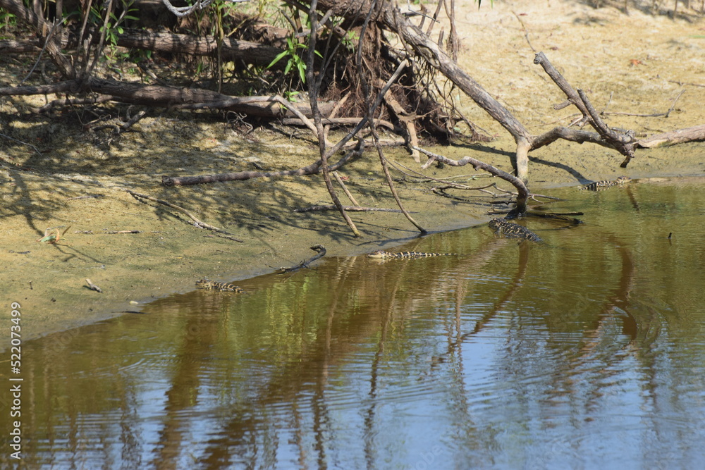 Baby gators