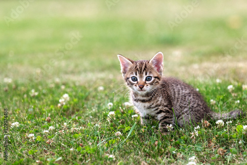 cute brown kitten cat breed bengal sits on a background of green grass in summer. High quality photo