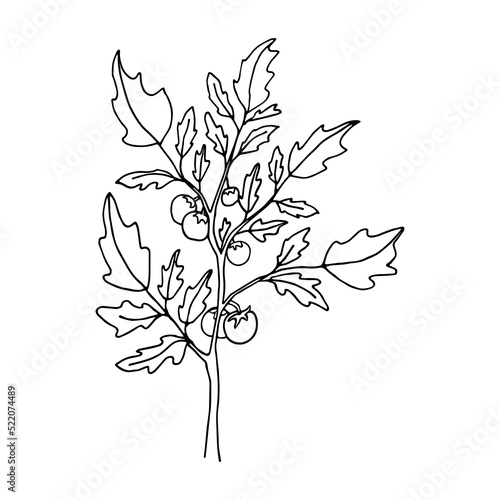 plant tomato in doodle style