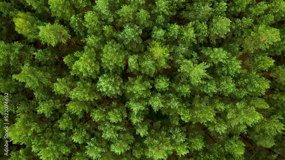 Flying Above Pine Tree Tops and Green Spruce. Aerial View Top Down of Green Forest Poland Beautiful Nature. Texture Background of Great Green Forest View From Above. Ecology Environmental Conservation Flying Above Pine Tree Tops and Green Spruce. Aerial View Top Down of Green Forest Poland Beautiful Nature. Texture Background of Great Green Forest View From Above. Ecology Environmental Conservation