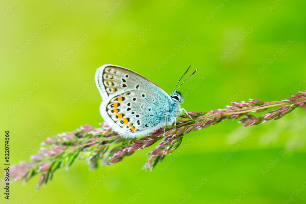 Obraz premium Blue butterfly in the green grass. Beautiful background for a postcard. View from the side