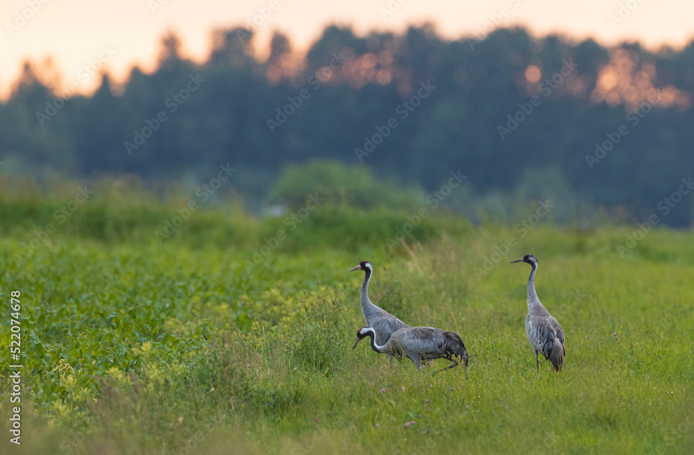 Two Cranes(Grus grus) in summertime Two Cranes(Grus grus) in summertime