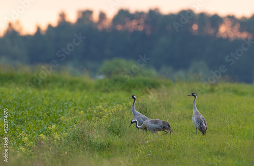 Two Cranes(Grus grus) in summertime photo