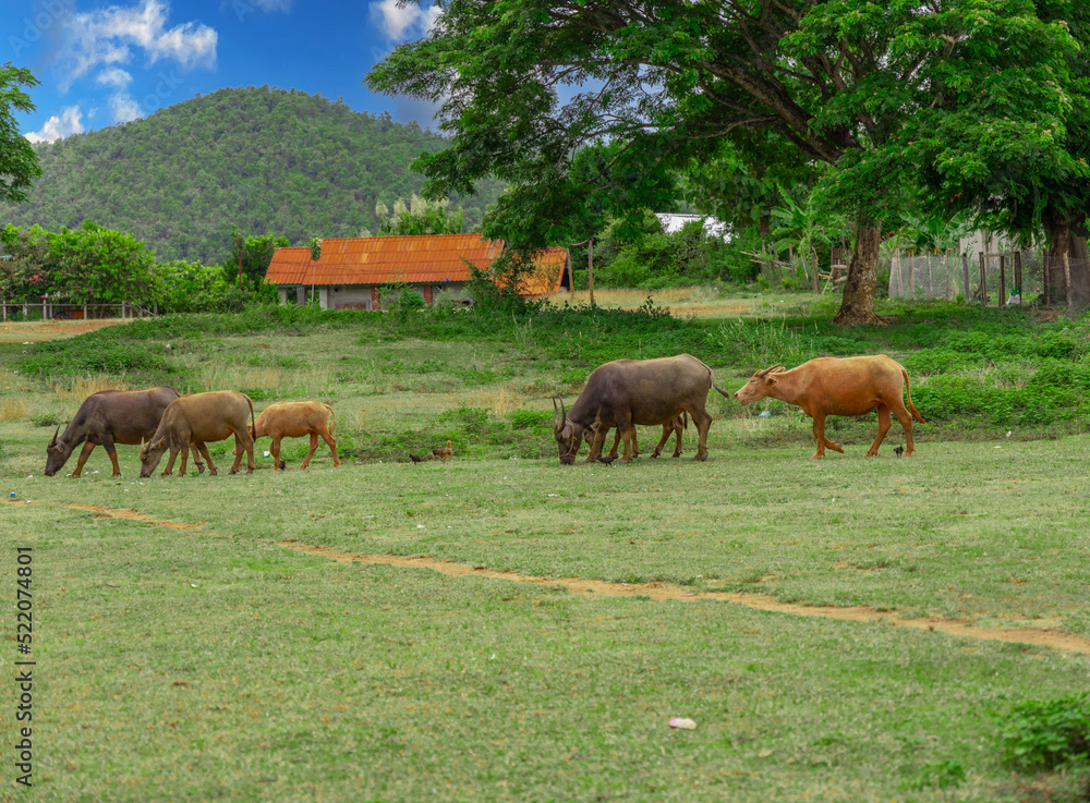 Buffalo grazing on a farm in the mountains of Luang Prabang Laos, surrounded by lush green trees and lovely mountains and farm houses 