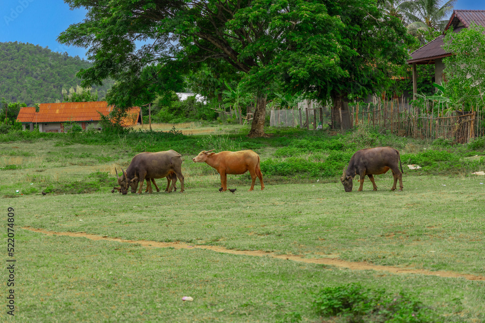 Buffalo grazing on a farm in the mountains of Luang Prabang Laos, surrounded by lush green trees and lovely mountains and farm houses 