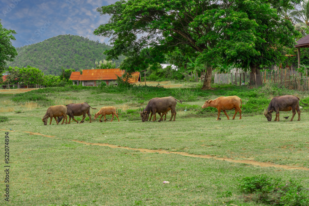 Buffalo grazing on a farm in the mountains of Luang Prabang Laos, surrounded by lush green trees and lovely mountains and farm houses 