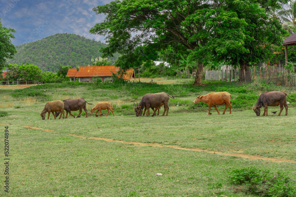 Buffalo grazing on a farm in the mountains of Luang Prabang Laos, surrounded by lush green trees and lovely mountains and farm houses Buffalo grazing on a farm in the mountains of Luang Prabang Laos, surrounded by lush green trees and lovely mountains and farm houses