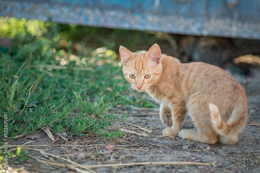 Beautiful red kitten on an agricultural farm. Beautiful red kitten on an agricultural farm.