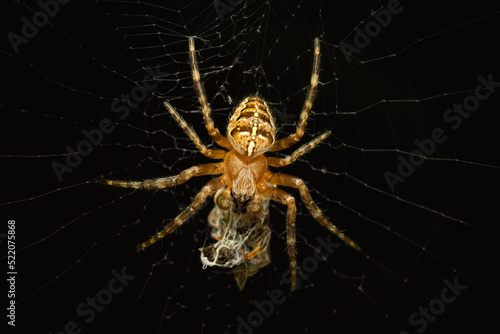 Cross orbweaver spider webbibg its prey on a dark background