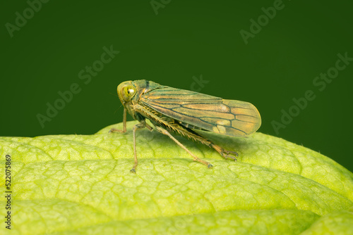 Small leafhopper resting on a green leaf with copy space