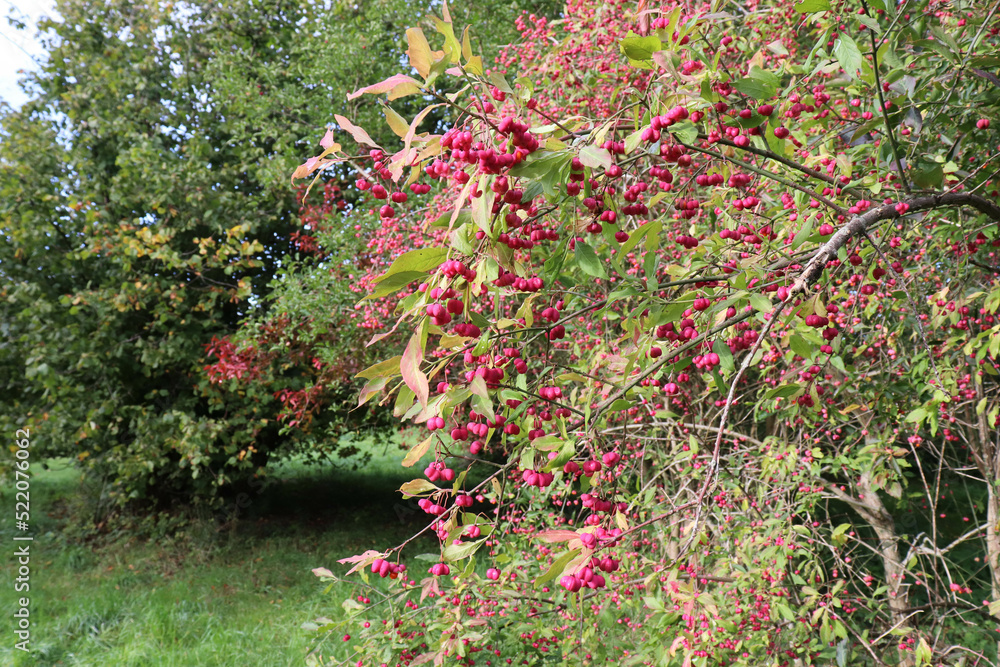 Branch with colorful autumn leaves. Red berries on an autumn bush.