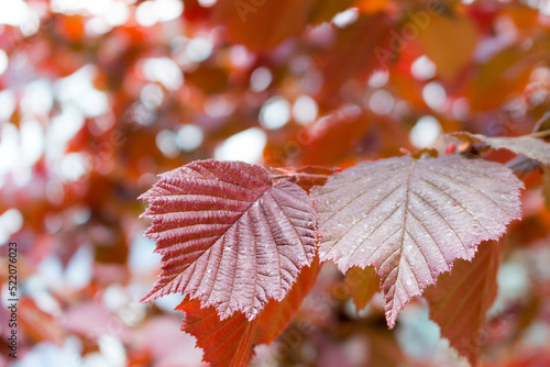 Red-leaved hazel in a landscape park, spring view, closeup photo