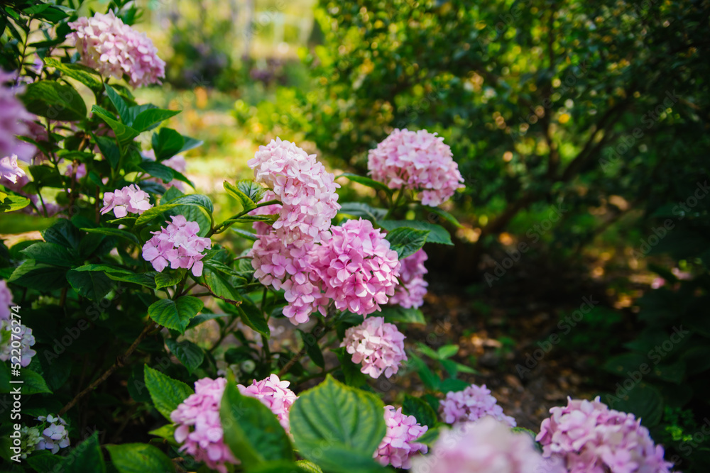 Pink hydrangea flower close-up on the background of natural leaves. A pink hydrangea bush in bloom in the spring garden. Elegant pink wedding hydrangea. Pink hydrangea flower close-up on the background of natural leaves. A pink hydrangea bush in bloom in the spring garden. Elegant pink wedding hydrangea.