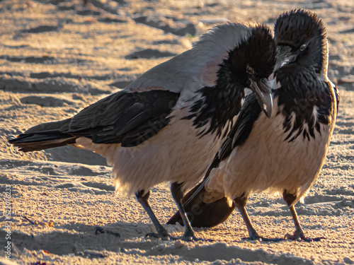 Two crows fall in love with each other on the beach.