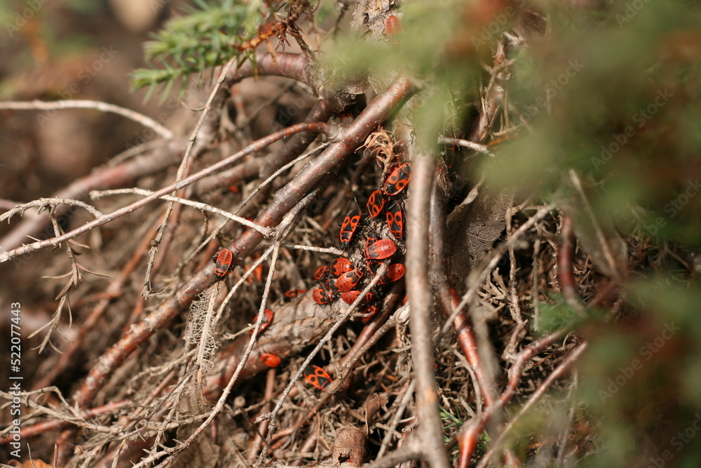 Colony of firebugs in the forest in Europe; insects showing aggregation behavior. Colony of firebugs in the forest in Europe; insects showing aggregation behavior.