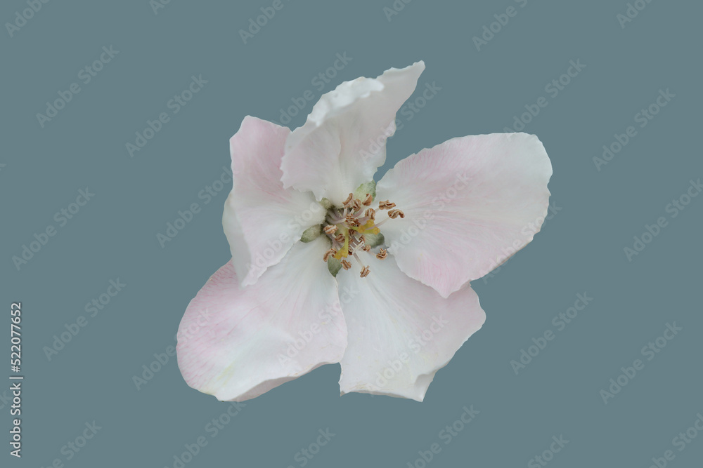 Quince fruit tree flower. Quince fruit tree flower.