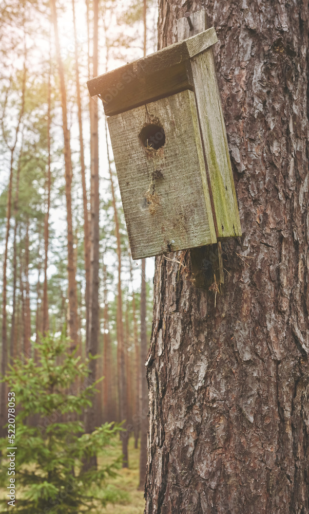 Close up picture of a birdhouse on a tree in forest, selective focus.