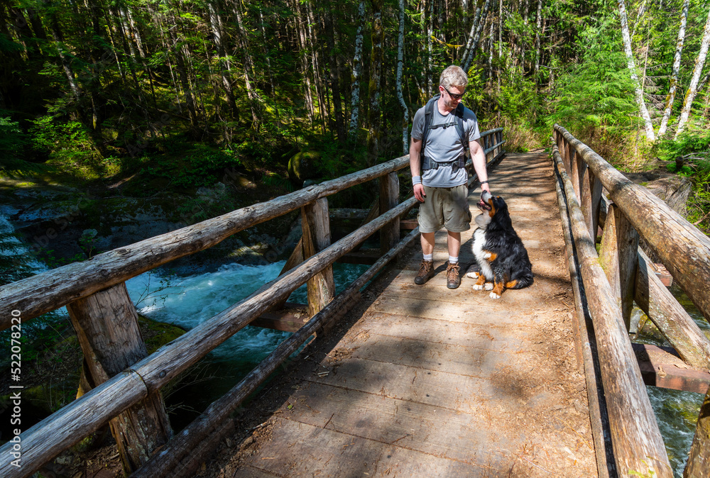 Adventurous athletic male hiker standing with a Bernese Mountain Dog on a wooden bridge, in the Pacific Northwest. Adventurous athletic male hiker standing with a Bernese Mountain Dog on a wooden bridge, in the Pacific Northwest.