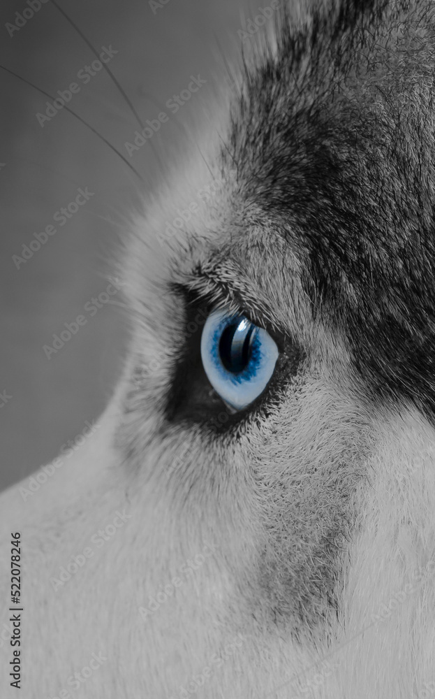 husky, siberian husky with blue eyes close-up,black and white photo with illuminated eyes, side view,vertical framing
