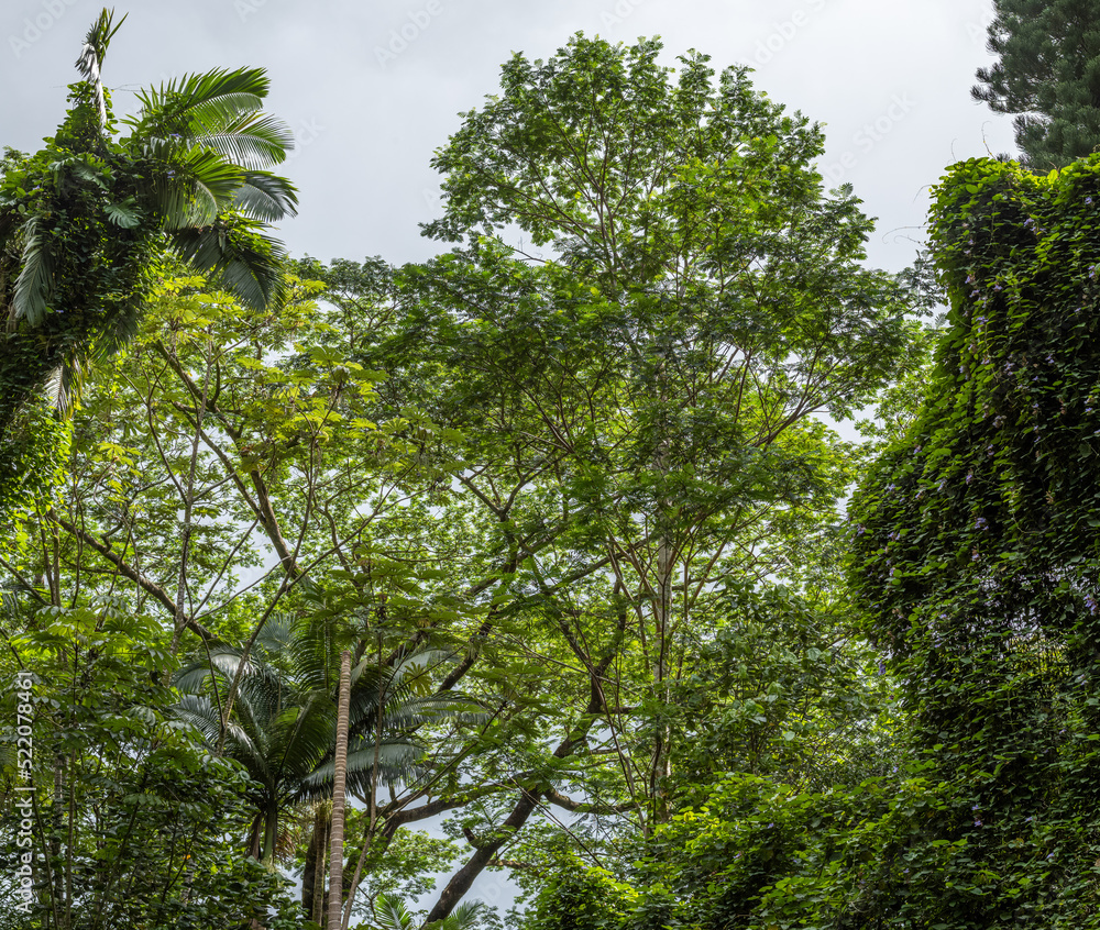 Fototapeta premium Tall Trees in a Tropical Rainforest.