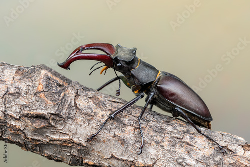 stag beetle - Lucanus cervus