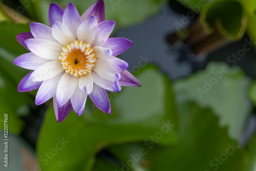 The attractive beauty lotus  a flower in the natural water.