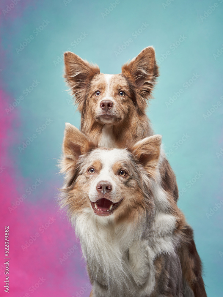 two dogs hugging. happy border collies on color background. Love, relationship, funny 