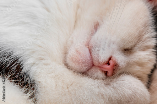 Closeup of face of Sleeping white cat