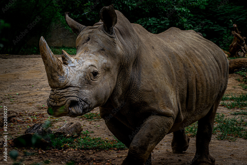 Naklejka premium Rhino at the zoo