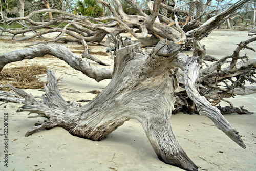 Years of driftwood accumulated on a sandy beach