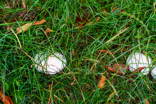 Pecheritsa mushroom (Agaricus campestris) among the green grass on a rainy day, the pecheritsa grows from late May to late September in open spaces. View from above photo