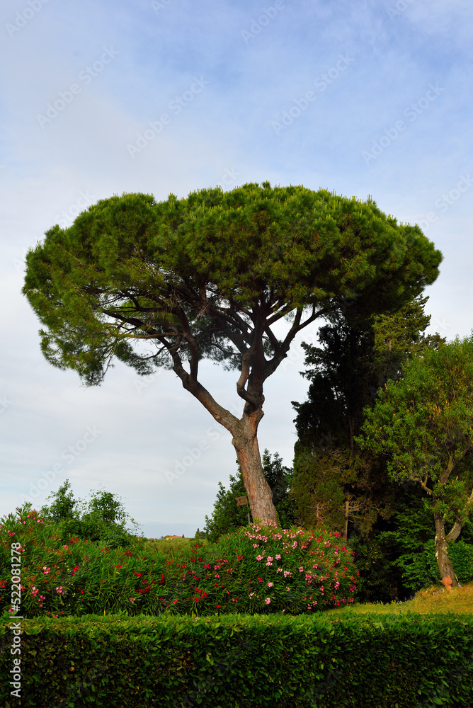 Fototapeta premium tree on the hills of Peccioli tuscany Italy