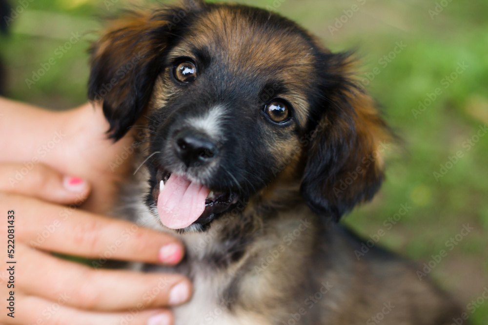 portrait of a puppy portrait of a puppy