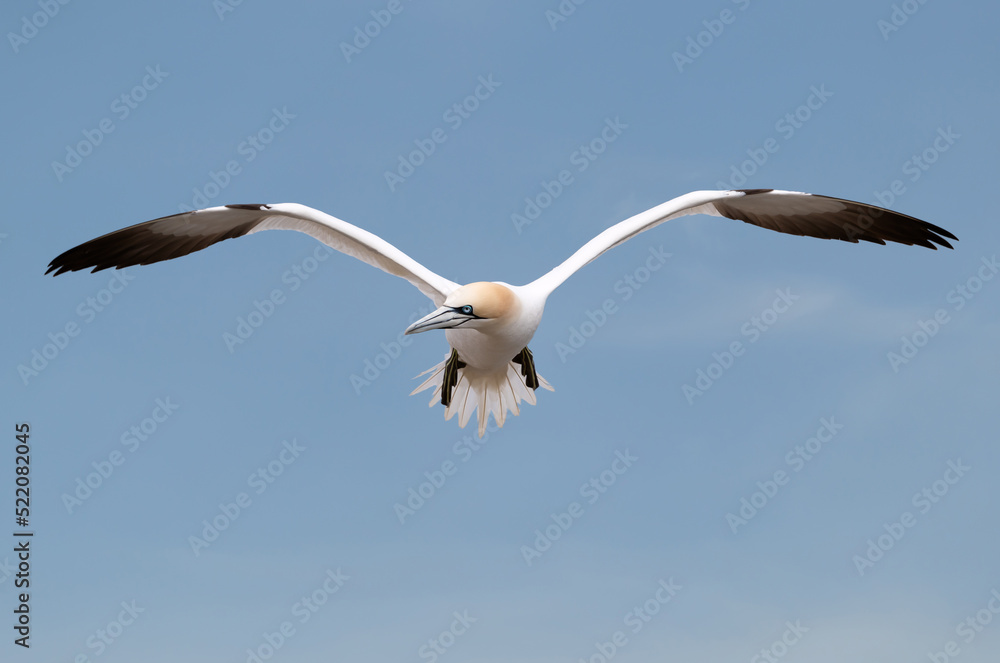 Northern gannet in flight against blue sky Northern gannet in flight against blue sky