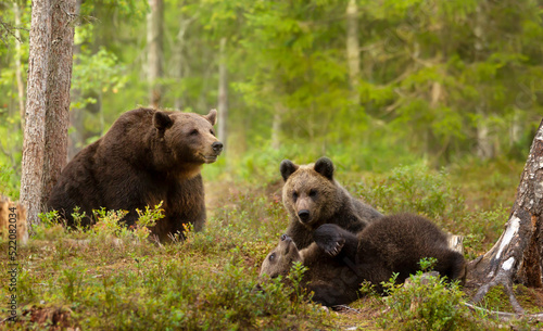European brown bear female with playful cubs in the woods of Finland