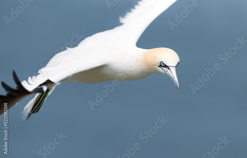 Close up of a Northern gannet in flight against blue sky